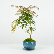 Japanese Pieris № 1-Simply Bonsai-[Bonsai NZ]-[Buy bonsai NZ]-[Bonsai Tree NZ]-Simply Bonsai NZ