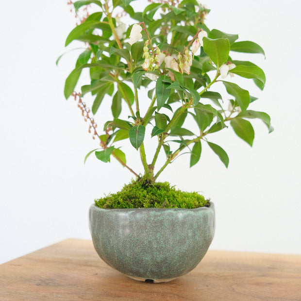 Japanese Pieris № 10-Simply Bonsai-[Bonsai NZ]-[Buy bonsai NZ]-[Bonsai Tree NZ]-Simply Bonsai NZ