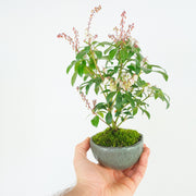 Japanese Pieris № 10-Simply Bonsai-[Bonsai NZ]-[Buy bonsai NZ]-[Bonsai Tree NZ]-Simply Bonsai NZ