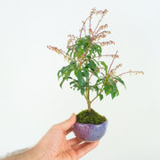 Japanese Pieris № 12-Simply Bonsai-[Bonsai NZ]-[Buy bonsai NZ]-[Bonsai Tree NZ]-Simply Bonsai NZ