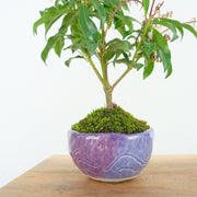 Japanese Pieris № 12-Simply Bonsai-[Bonsai NZ]-[Buy bonsai NZ]-[Bonsai Tree NZ]-Simply Bonsai NZ