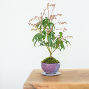 Japanese Pieris № 12-Simply Bonsai-[Bonsai NZ]-[Buy bonsai NZ]-[Bonsai Tree NZ]-Simply Bonsai NZ