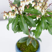 Japanese Pieris № 2-Simply Bonsai-[Bonsai NZ]-[Buy bonsai NZ]-[Bonsai Tree NZ]-Simply Bonsai NZ