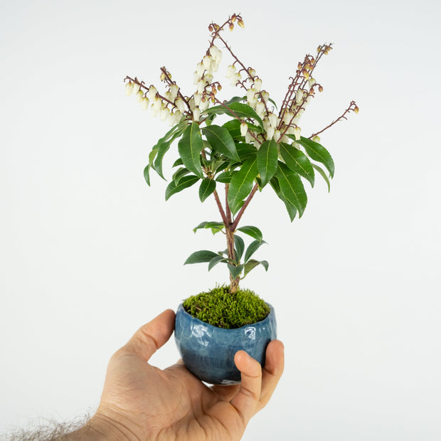 Japanese Pieris № 2-Simply Bonsai-[Bonsai NZ]-[Buy bonsai NZ]-[Bonsai Tree NZ]-Simply Bonsai NZ