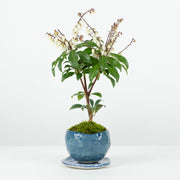 Japanese Pieris № 2-Simply Bonsai-[Bonsai NZ]-[Buy bonsai NZ]-[Bonsai Tree NZ]-Simply Bonsai NZ