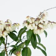 Japanese Pieris № 3-Simply Bonsai-[Bonsai NZ]-[Buy bonsai NZ]-[Bonsai Tree NZ]-Simply Bonsai NZ