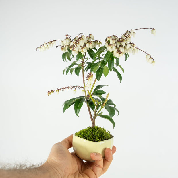 Japanese Pieris № 3-Simply Bonsai-[Bonsai NZ]-[Buy bonsai NZ]-[Bonsai Tree NZ]-Simply Bonsai NZ