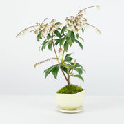 Japanese Pieris № 3-Simply Bonsai-[Bonsai NZ]-[Buy bonsai NZ]-[Bonsai Tree NZ]-Simply Bonsai NZ