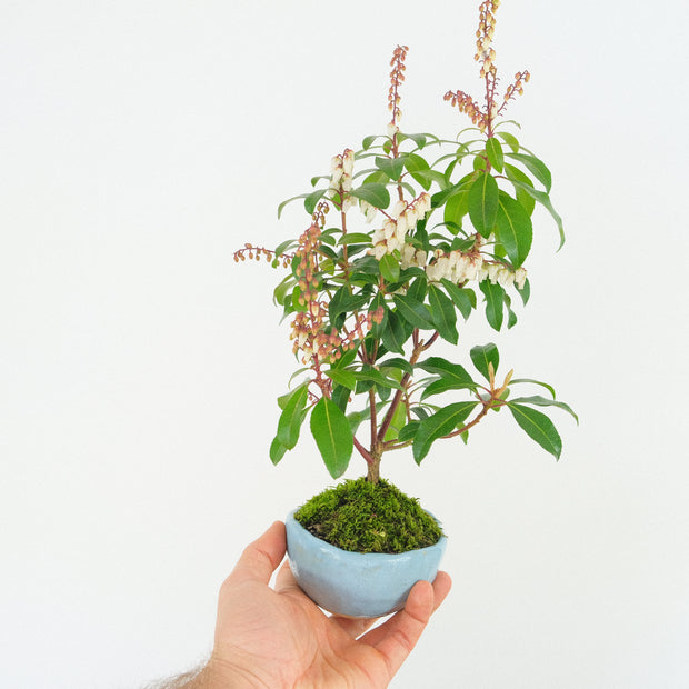 Japanese Pieris № 4-Simply Bonsai-[Bonsai NZ]-[Buy bonsai NZ]-[Bonsai Tree NZ]-Simply Bonsai NZ