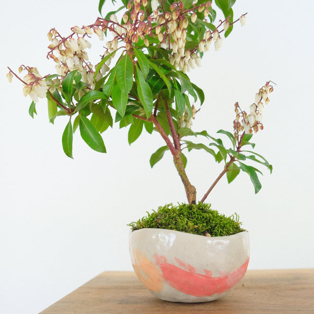 Japanese Pieris № 5-Simply Bonsai-[Bonsai NZ]-[Buy bonsai NZ]-[Bonsai Tree NZ]-Simply Bonsai NZ