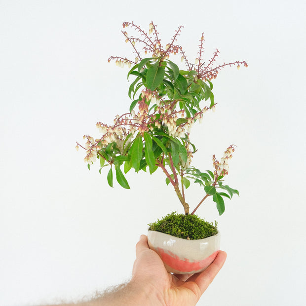 Japanese Pieris № 5-Simply Bonsai-[Bonsai NZ]-[Buy bonsai NZ]-[Bonsai Tree NZ]-Simply Bonsai NZ