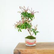 Japanese Pieris № 5-Simply Bonsai-[Bonsai NZ]-[Buy bonsai NZ]-[Bonsai Tree NZ]-Simply Bonsai NZ