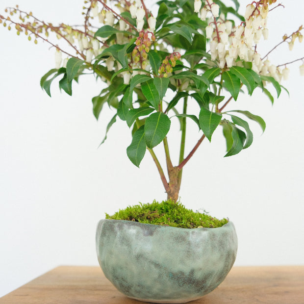 Japanese Pieris № 6-Simply Bonsai-[Bonsai NZ]-[Buy bonsai NZ]-[Bonsai Tree NZ]-Simply Bonsai NZ