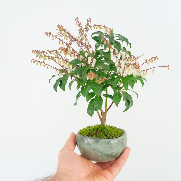 Japanese Pieris № 6-Simply Bonsai-[Bonsai NZ]-[Buy bonsai NZ]-[Bonsai Tree NZ]-Simply Bonsai NZ