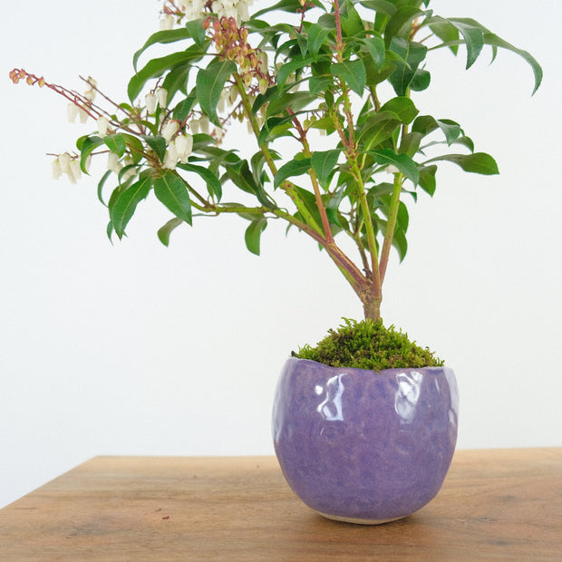 Japanese Pieris № 7-Simply Bonsai-[Bonsai NZ]-[Buy bonsai NZ]-[Bonsai Tree NZ]-Simply Bonsai NZ