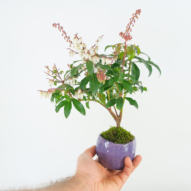 Japanese Pieris № 7-Simply Bonsai-[Bonsai NZ]-[Buy bonsai NZ]-[Bonsai Tree NZ]-Simply Bonsai NZ