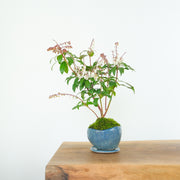 Japanese Pieris № 8-Simply Bonsai-[Bonsai NZ]-[Buy bonsai NZ]-[Bonsai Tree NZ]-Simply Bonsai NZ