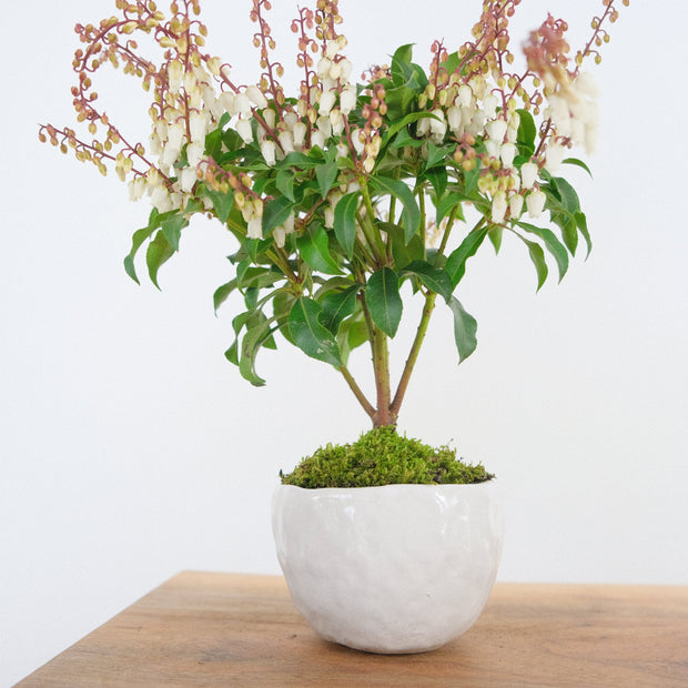 Japanese Pieris № 9-Simply Bonsai-[Bonsai NZ]-[Buy bonsai NZ]-[Bonsai Tree NZ]-Simply Bonsai NZ