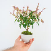 Japanese Pieris № 9-Simply Bonsai-[Bonsai NZ]-[Buy bonsai NZ]-[Bonsai Tree NZ]-Simply Bonsai NZ