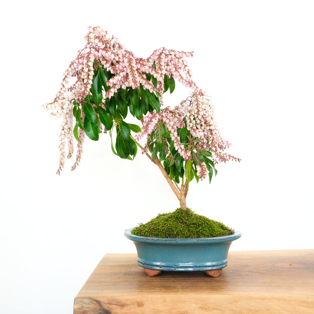 Japanese Pieris-Simply Bonsai-[Bonsai NZ]-[Buy bonsai NZ]-[Bonsai Tree NZ]-Simply Bonsai NZ