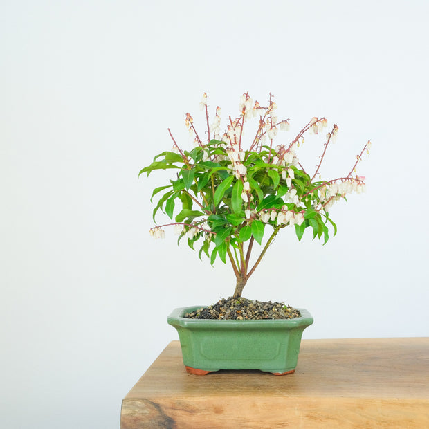 Japanese Pieris-Simply Bonsai-[Bonsai NZ]-[Buy bonsai NZ]-[Bonsai Tree NZ]-Simply Bonsai NZ