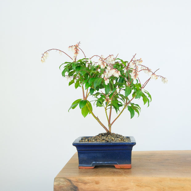 Japanese Pieris-Simply Bonsai-[Bonsai NZ]-[Buy bonsai NZ]-[Bonsai Tree NZ]-Simply Bonsai NZ