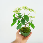 Japanese Snowball № 1-Simply Bonsai-[Bonsai NZ]-[Buy bonsai NZ]-[Bonsai Tree NZ]-Simply Bonsai NZ