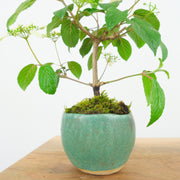 Japanese Snowball № 3-Simply Bonsai-[Bonsai NZ]-[Buy bonsai NZ]-[Bonsai Tree NZ]-Simply Bonsai NZ