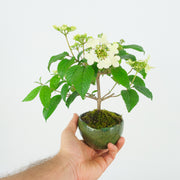 Japanese Snowball № 4-Simply Bonsai-[Bonsai NZ]-[Buy bonsai NZ]-[Bonsai Tree NZ]-Simply Bonsai NZ