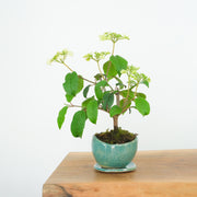 Japanese Snowball № 5-Simply Bonsai-[Bonsai NZ]-[Buy bonsai NZ]-[Bonsai Tree NZ]-Simply Bonsai NZ