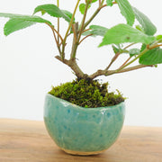 Japanese Snowball № 7-Simply Bonsai-[Bonsai NZ]-[Buy bonsai NZ]-[Bonsai Tree NZ]-Simply Bonsai NZ