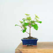 Japanese Snowball-Simply Bonsai-[Bonsai NZ]-[Buy bonsai NZ]-[Bonsai Tree NZ]-Simply Bonsai NZ