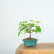 Japanese Snowball-Simply Bonsai-[Bonsai NZ]-[Buy bonsai NZ]-[Bonsai Tree NZ]-Simply Bonsai NZ