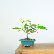 Japanese Snowball-Simply Bonsai-[Bonsai NZ]-[Buy bonsai NZ]-[Bonsai Tree NZ]-Simply Bonsai NZ