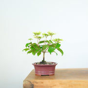 Japanese Snowball-Simply Bonsai-[Bonsai NZ]-[Buy bonsai NZ]-[Bonsai Tree NZ]-Simply Bonsai NZ