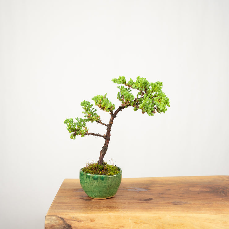 Juniper № 1-Simply Bonsai-[Bonsai NZ]-[Buy bonsai NZ]-[Bonsai Tree NZ]-Simply Bonsai NZ