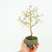 Kowhai № 3-Simply Bonsai-[Bonsai NZ]-[Buy bonsai NZ]-[Bonsai Tree NZ]-Simply Bonsai NZ