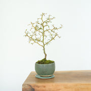 Kowhai № 3-Simply Bonsai-[Bonsai NZ]-[Buy bonsai NZ]-[Bonsai Tree NZ]-Simply Bonsai NZ