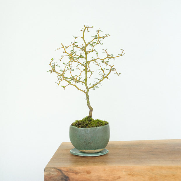 Kowhai № 3-Simply Bonsai-[Bonsai NZ]-[Buy bonsai NZ]-[Bonsai Tree NZ]-Simply Bonsai NZ