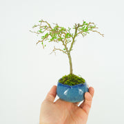 Kowhai № 5-Simply Bonsai-[Bonsai NZ]-[Buy bonsai NZ]-[Bonsai Tree NZ]-Simply Bonsai NZ