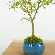 Kowhai № 5-Simply Bonsai-[Bonsai NZ]-[Buy bonsai NZ]-[Bonsai Tree NZ]-Simply Bonsai NZ