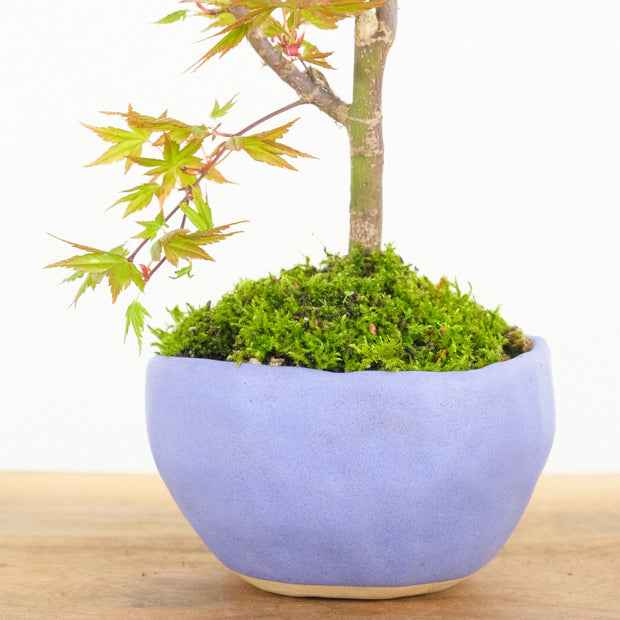 Maple № 2-Simply Bonsai-[Bonsai NZ]-[Buy bonsai NZ]-[Bonsai Tree NZ]-Simply Bonsai NZ