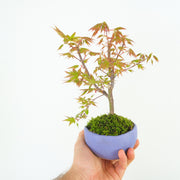 Maple № 2-Simply Bonsai-[Bonsai NZ]-[Buy bonsai NZ]-[Bonsai Tree NZ]-Simply Bonsai NZ