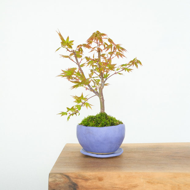 Maple № 2-Simply Bonsai-[Bonsai NZ]-[Buy bonsai NZ]-[Bonsai Tree NZ]-Simply Bonsai NZ