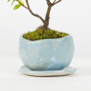 Native Hebe № 1-Simply Bonsai-[Bonsai NZ]-[Buy bonsai NZ]-[Bonsai Tree NZ]-Simply Bonsai NZ