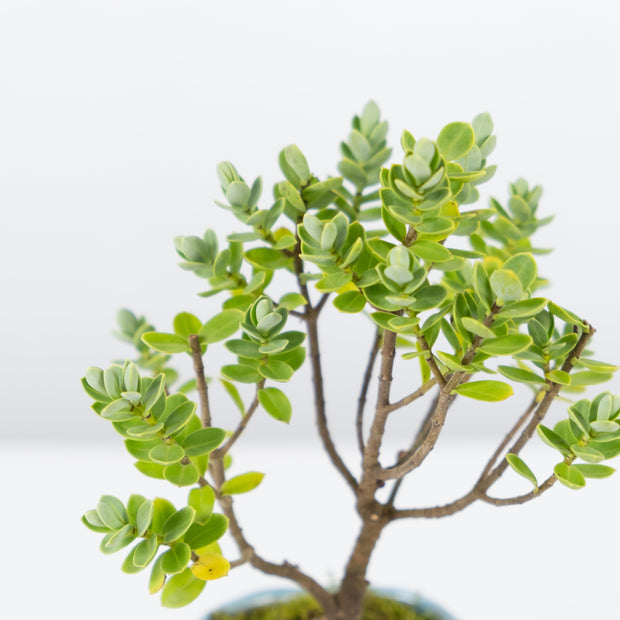 Native Hebe № 1-Simply Bonsai-[Bonsai NZ]-[Buy bonsai NZ]-[Bonsai Tree NZ]-Simply Bonsai NZ