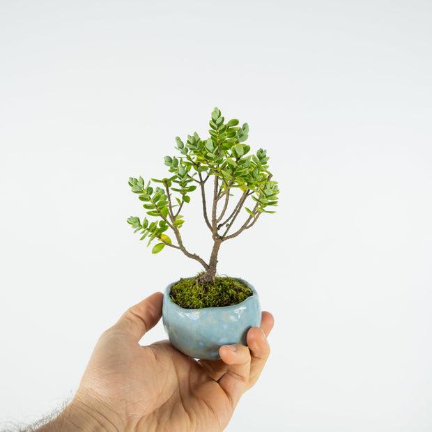 Native Hebe № 1-Simply Bonsai-[Bonsai NZ]-[Buy bonsai NZ]-[Bonsai Tree NZ]-Simply Bonsai NZ