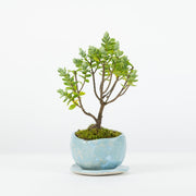 Native Hebe № 1-Simply Bonsai-[Bonsai NZ]-[Buy bonsai NZ]-[Bonsai Tree NZ]-Simply Bonsai NZ