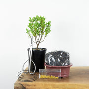 Native Hebe-Simply Bonsai NZ-[Bonsai NZ]-[Buy bonsai NZ]-[Bonsai Tree NZ]-Simply Bonsai NZ