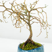 Native Kowhai № 1-Simply Bonsai-[Bonsai NZ]-[Buy bonsai NZ]-[Bonsai Tree NZ]-Simply Bonsai NZ